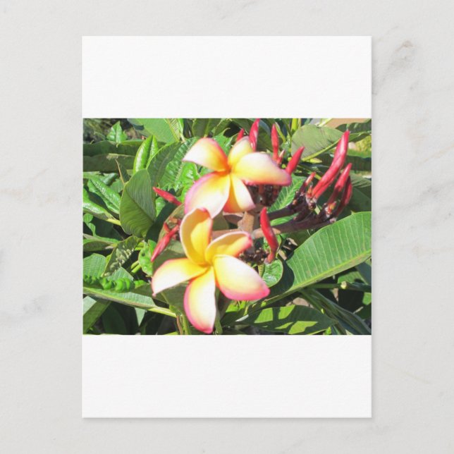 Hawaiian Flowers - beautiful yellow blossoms Postcard (Front)