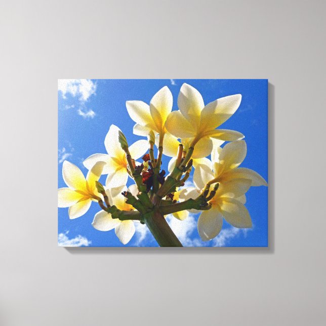 Hawaiian Frangipani Canvas Print (Front)