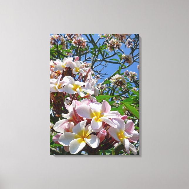 Hawaiian Frangipani Canvas Print (Front)