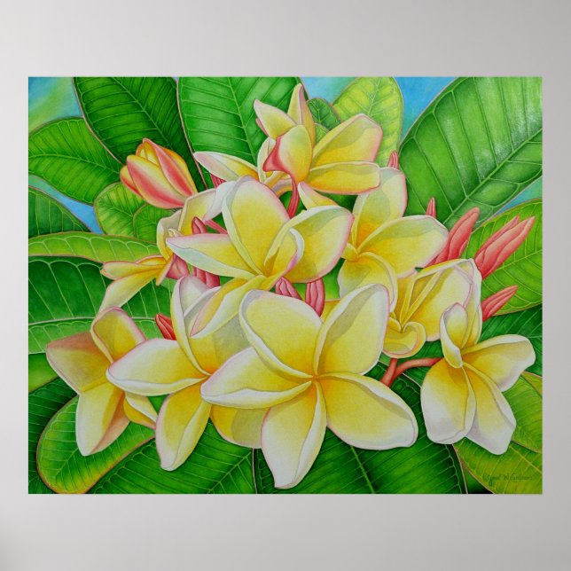 Hawaiian Frangipani Poster (Front)