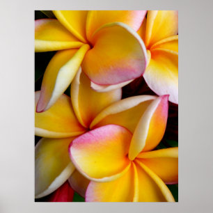 Hawaiian Frangipani Poster
