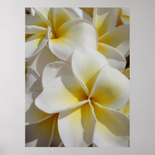 Hawaiian Frangipani Poster