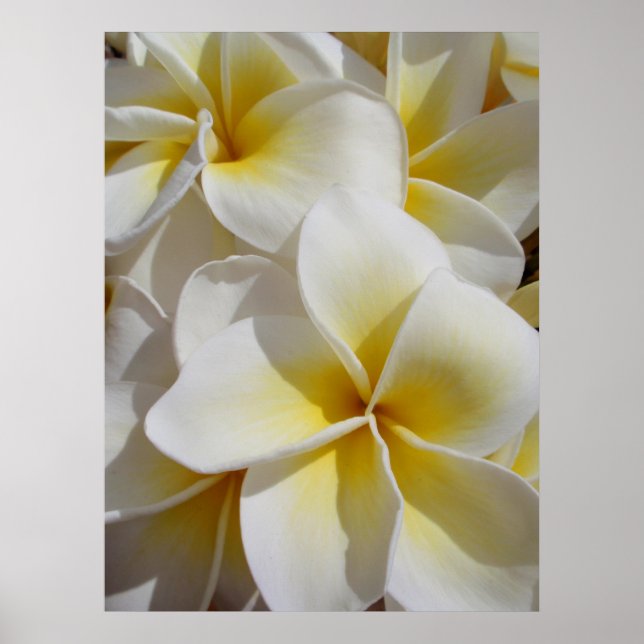 Hawaiian Frangipani Poster (Front)
