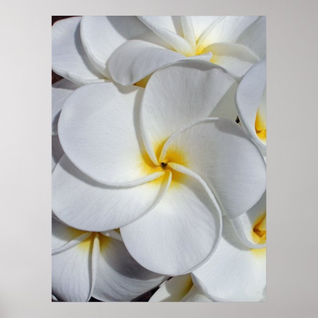 Hawaiian Frangipani Poster (Front)