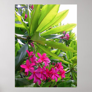 Hawaiian Frangipani Poster