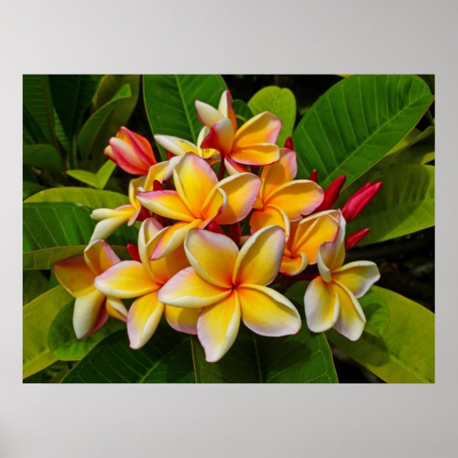 Hawaiian Frangipani Poster (Front)