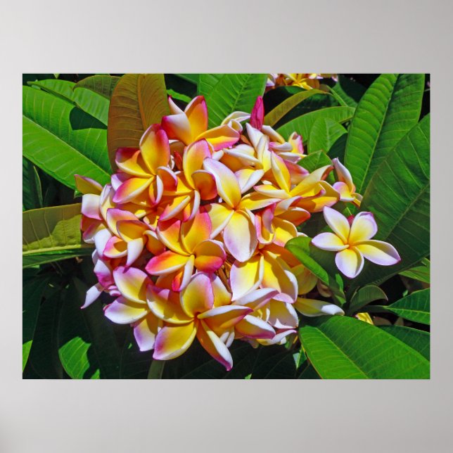 Hawaiian Frangipani Poster (Front)