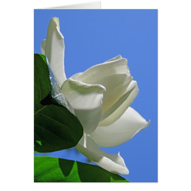 Hawaiian Gardenia (Front)