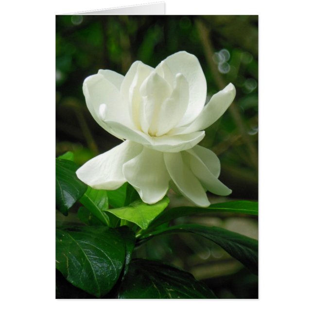 Hawaiian Gardenia (Front)