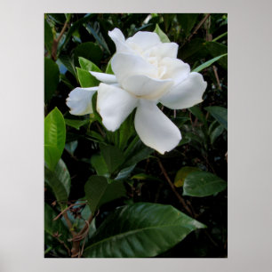 Hawaiian Gardenia Poster