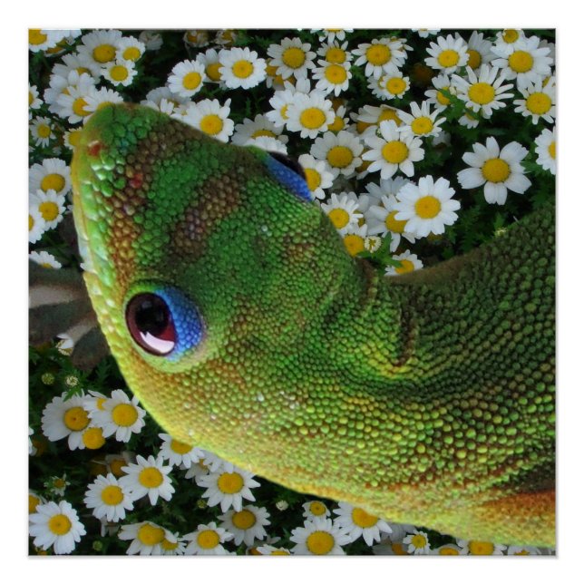 Hawaiian Gecko Poster (Front)