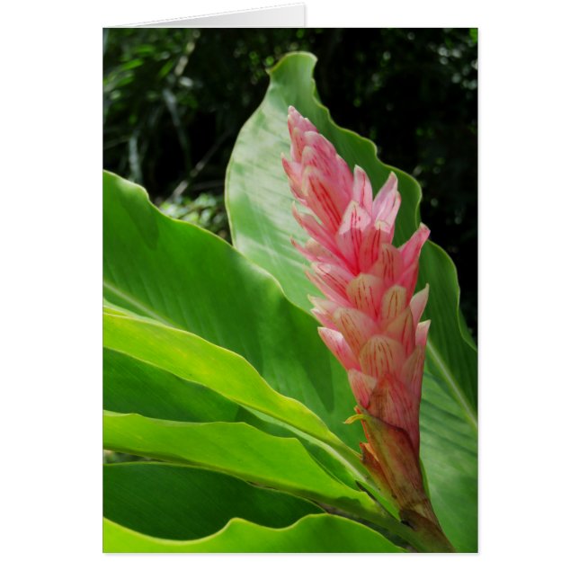 Hawaiian Ginger (Front)