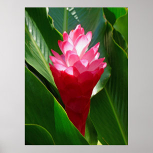 Hawaiian Ginger Poster