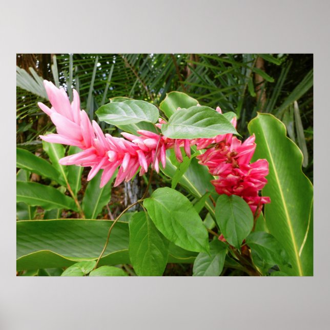 Hawaiian Ginger Poster (Front)