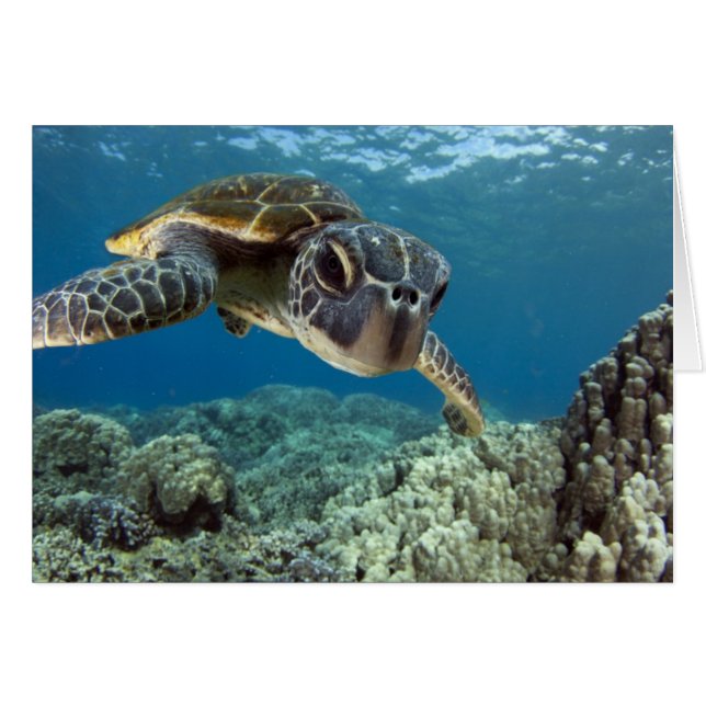 Hawaiian Green Sea Turtle (Front Horizontal)