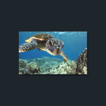 Hawaiian Green Sea Turtle Canvas Print<br><div class="desc">A Hawaiian gree sea turtle investigates his reflection in my dome port. © and ® Bigstock® - All Rights Reserved.</div>