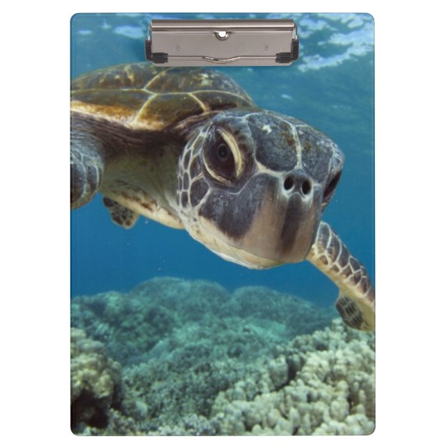 Hawaiian Green Sea Turtle Clipboard (Front)