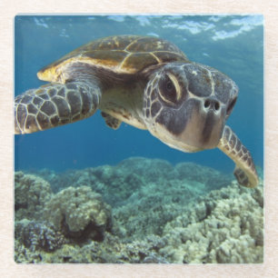 Hawaiian Green Sea Turtle Glass Coaster