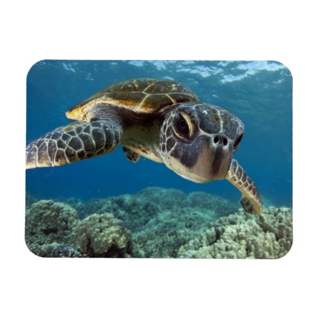 Hawaiian Green Sea Turtle Magnet (Horizontal)