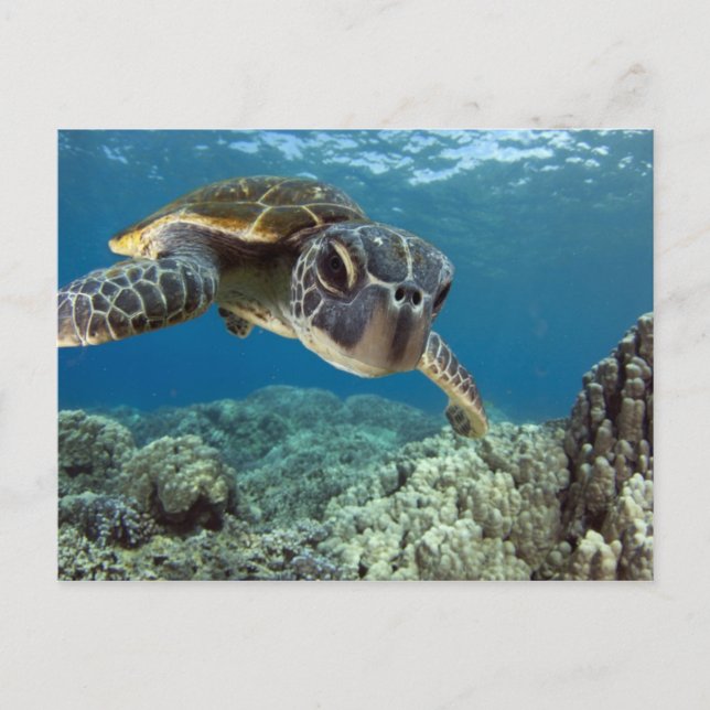 Hawaiian Green Sea Turtle Postcard (Front)