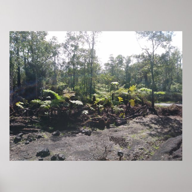 HAWAIIAN HAPUU FERNS POSTER (Front)