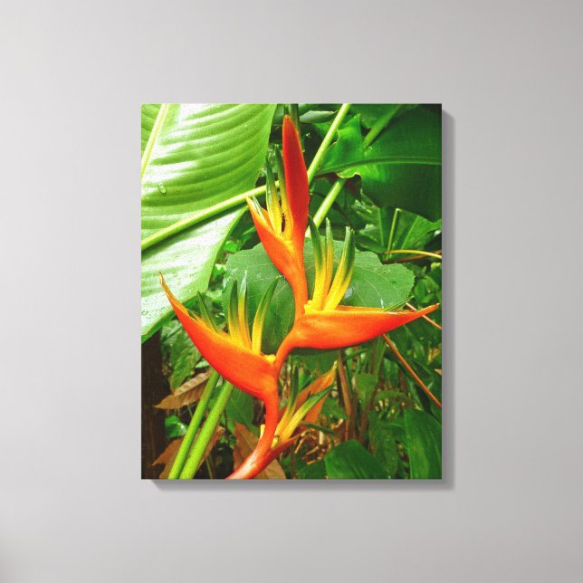 Hawaiian Heliconia Canvas Print (Front)