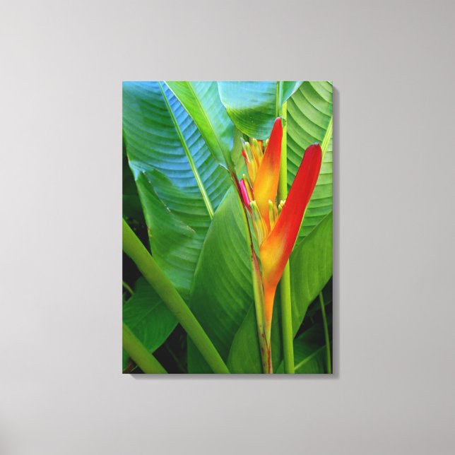 Hawaiian Heliconia Canvas Print (Front)