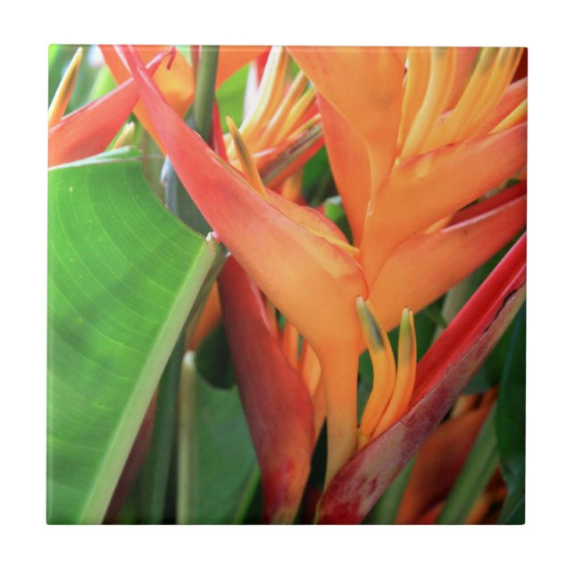 Hawaiian Hibiscus Flower Ceramic Tile (Front)