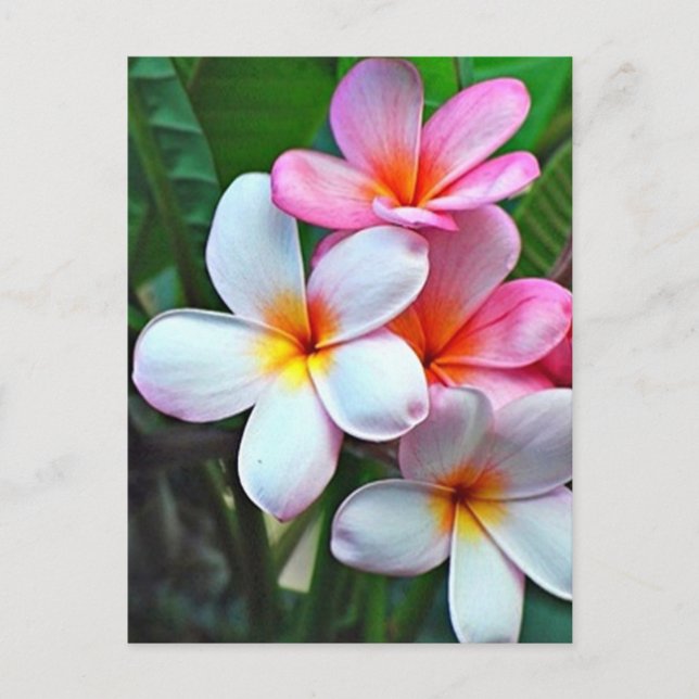 Hawaiian Hibiscus Flower postcard (Front)