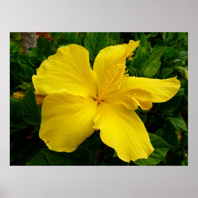 Hawaiian Hibiscus Poster (Front)
