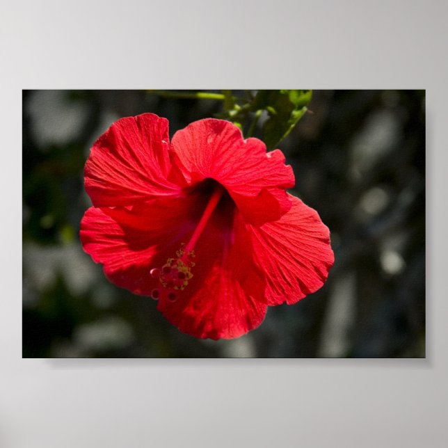 Hawaiian Hibiscus Poster (Front)
