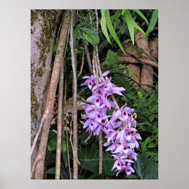 Hawaiian Honohono Orchids Poster (Front)