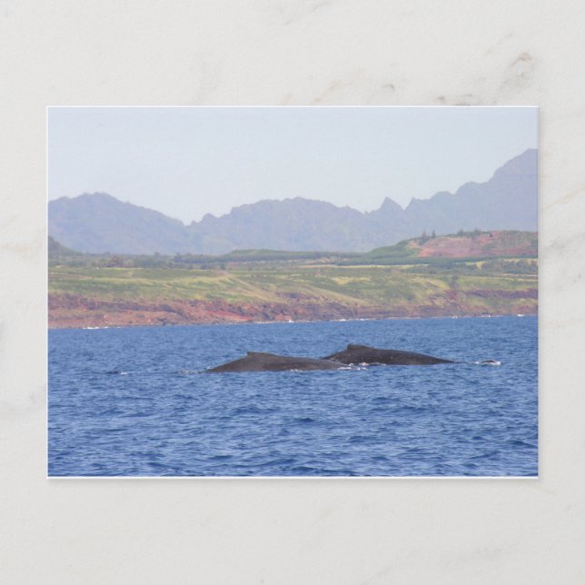Hawaiian Humpback Whales Postcard (Front)