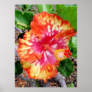 Hawaiian Hybrid Hibiscus Poster