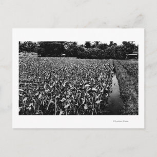 Hawaiian IslandsTaro Field PhotographHawaii Postcard