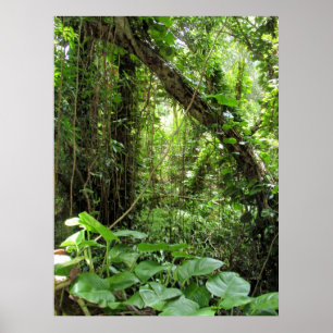 Hawaiian Jungle Poster