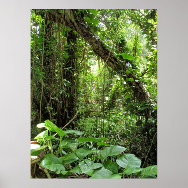 Hawaiian Jungle Poster (Front)