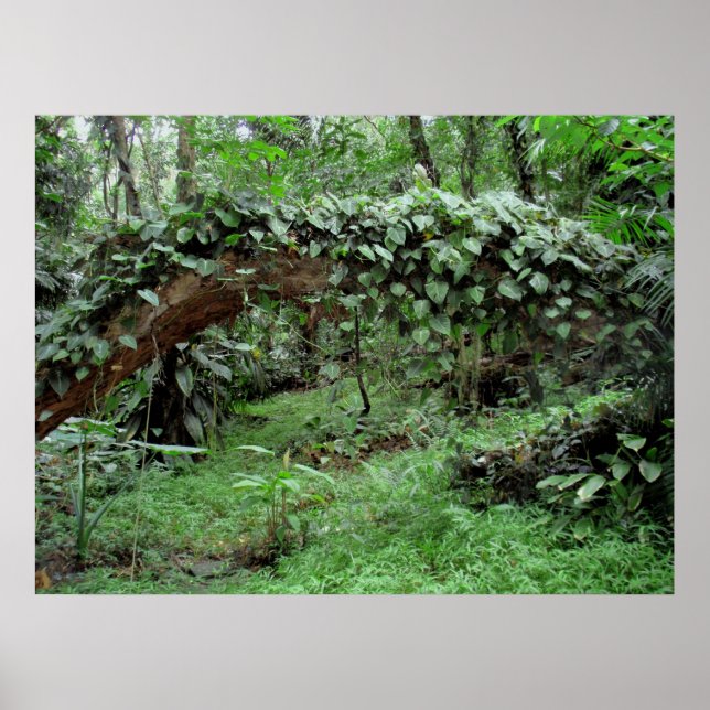 Hawaiian Jungle Vines Poster (Front)