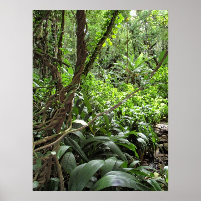 Hawaiian Jungle Vines Poster (Front)