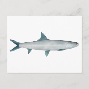 Hawaiian Ladyfish Postcard