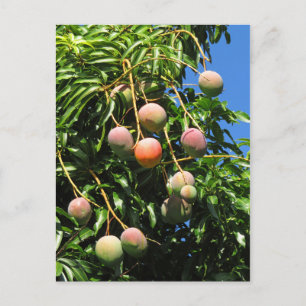 Hawaiian Mangoes Postcard