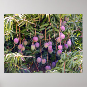 Hawaiian Mangoes Poster