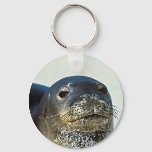 Hawaiian Monk Seal Key Ring