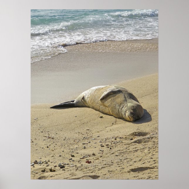 Hawaiian monk seal poster (Front)