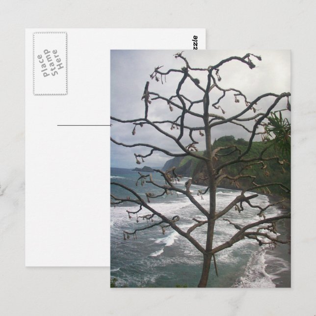 Hawaiian Ocean Beach Tree Photo View Postcard (Front/Back)