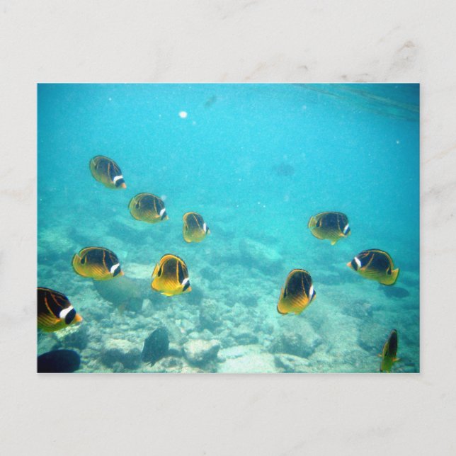 Hawaiian Ocean Scene Postcard (Front)