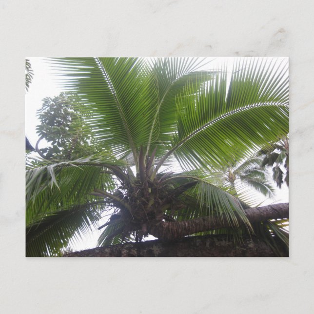 Hawaiian Palm Tree Close up Postcard (Front)