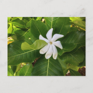 Hawaiian Pikake Jasmine Blossom Postcard