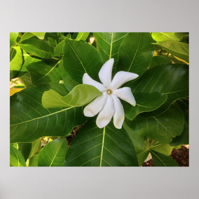 Hawaiian Pikake Jasmine Blossom Poster (Front)