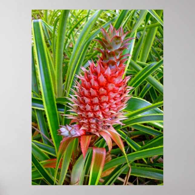 Hawaiian Pineapple Poster (Front)